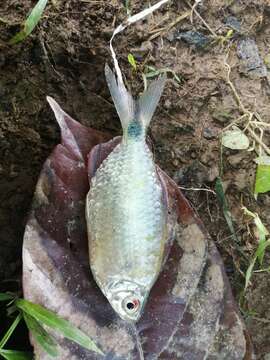 Image of African long-finned tetra