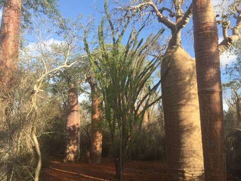 Image of Madagascan ocotillo