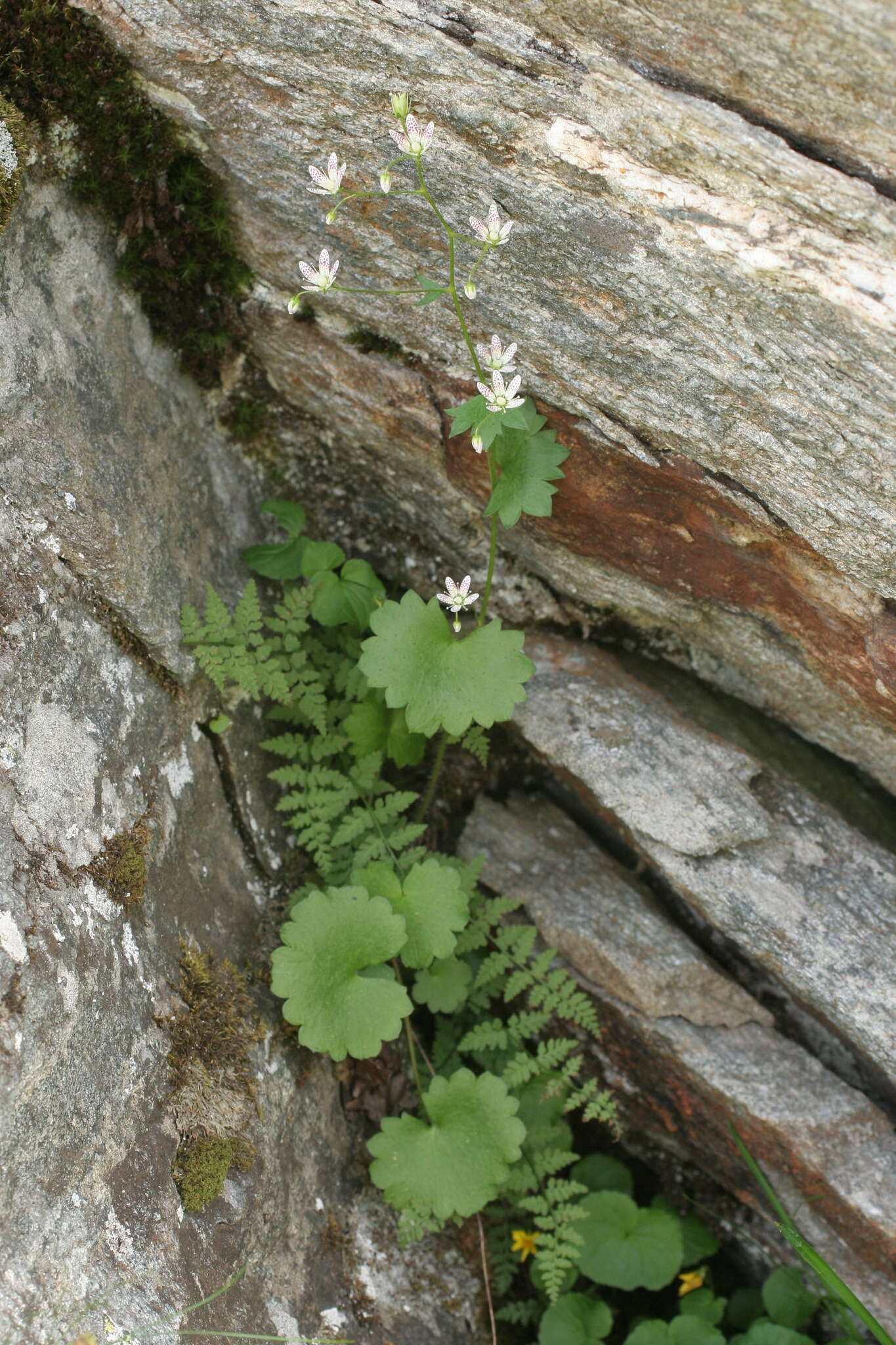 Image of Saxifraga rotundifolia subsp. rotundifolia