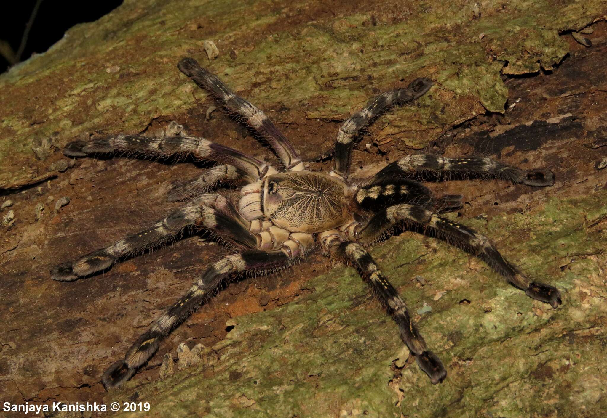 Image of Ivory Ornamental Tarantula