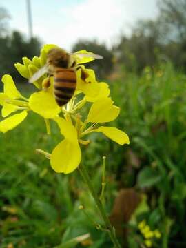 Image of charlock mustard