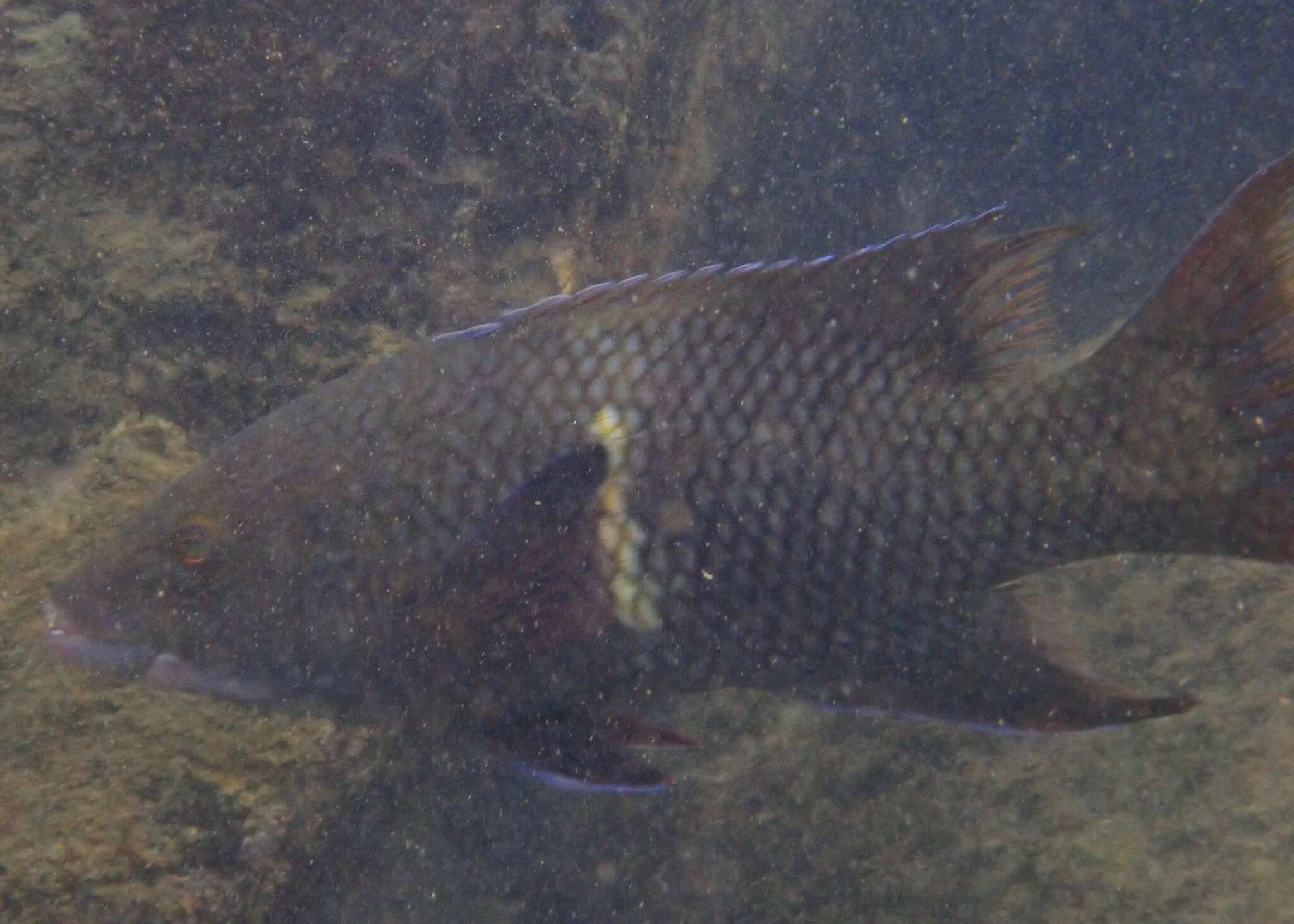 Image of Mexican hogfish