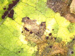 Image of Puccinia helianthi Schwein. 1822