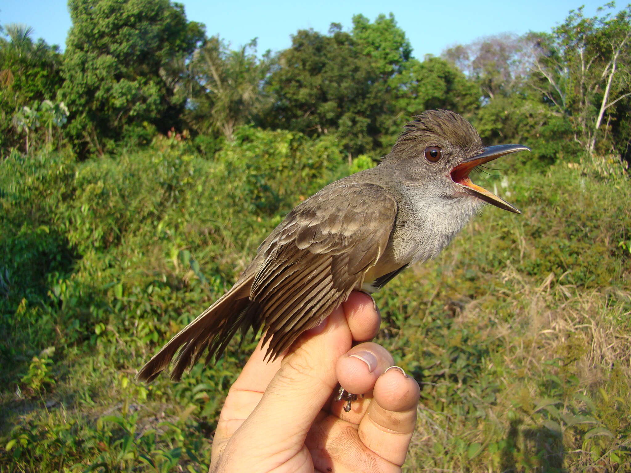 Image of Short-crested Flycatcher