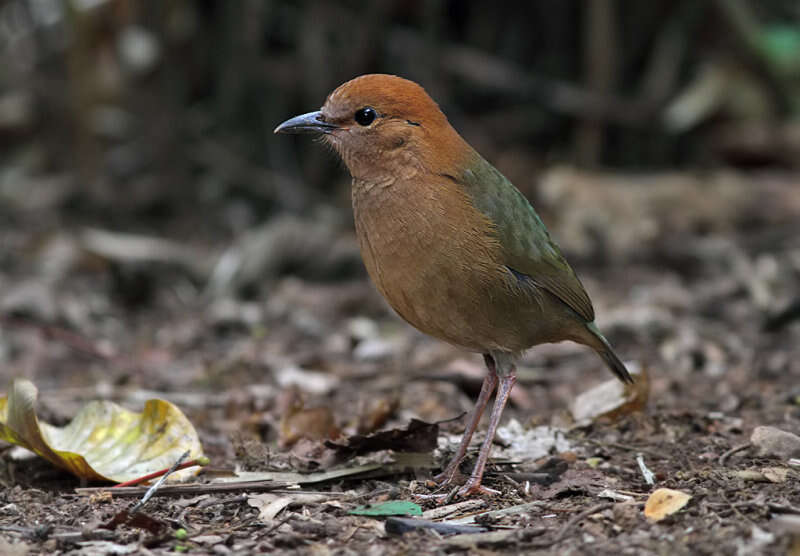 Image of Rusty-naped Pitta