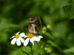 Image of Castilia myia Hewitson 1864