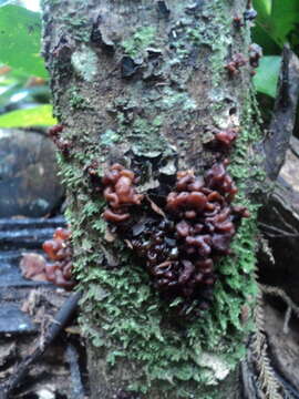 Image of Tremella vesiculosa McNabb 1990