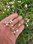 Plancia ëd Trichocoronis wrightii (Torr. & A. Gray) A. Gray