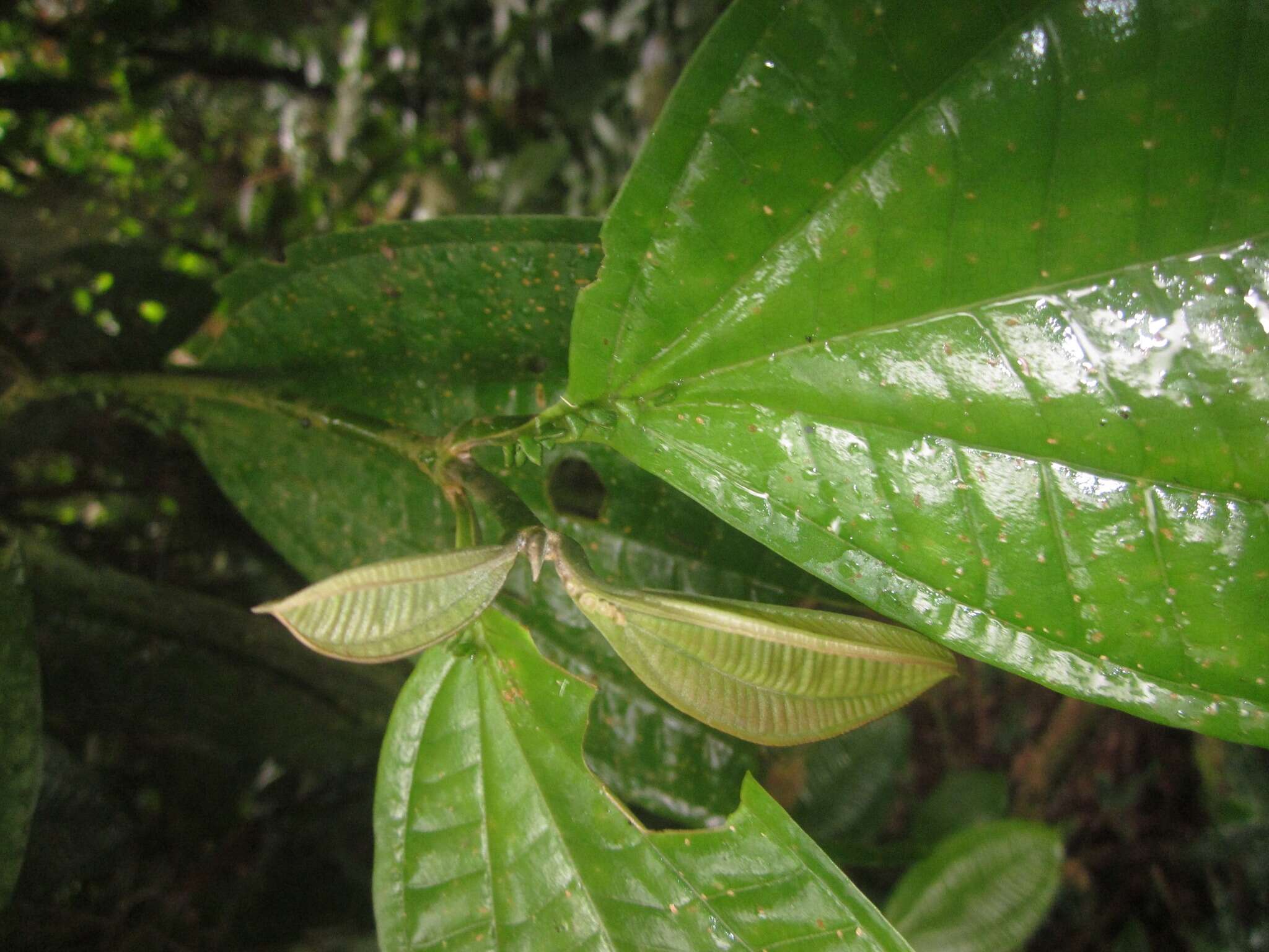 Plancia ëd Miconia spennerostachya Naud.