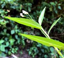 Image of Persicaria subsessilis (R. Br.) K. L. Wilson