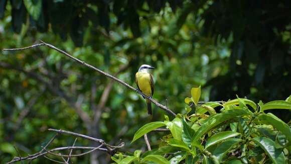 Image of White-throated Kingbird