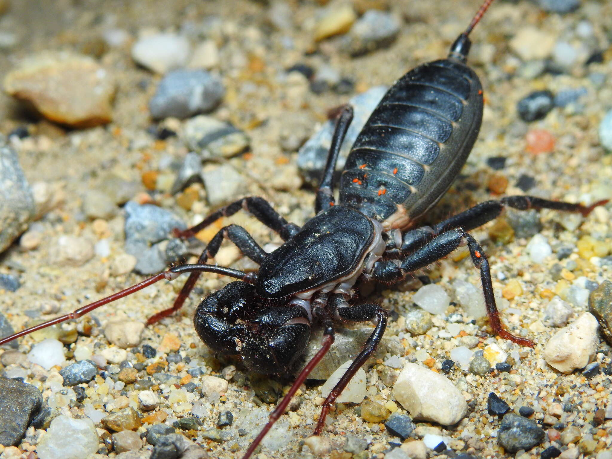 Image of Mastigoproctus cinteotl Barrales-Alcalá, Francke & Prendini 2018