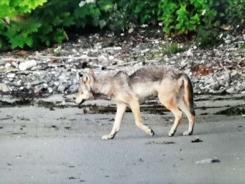 Canis lupus crassodon Hall 1932的圖片