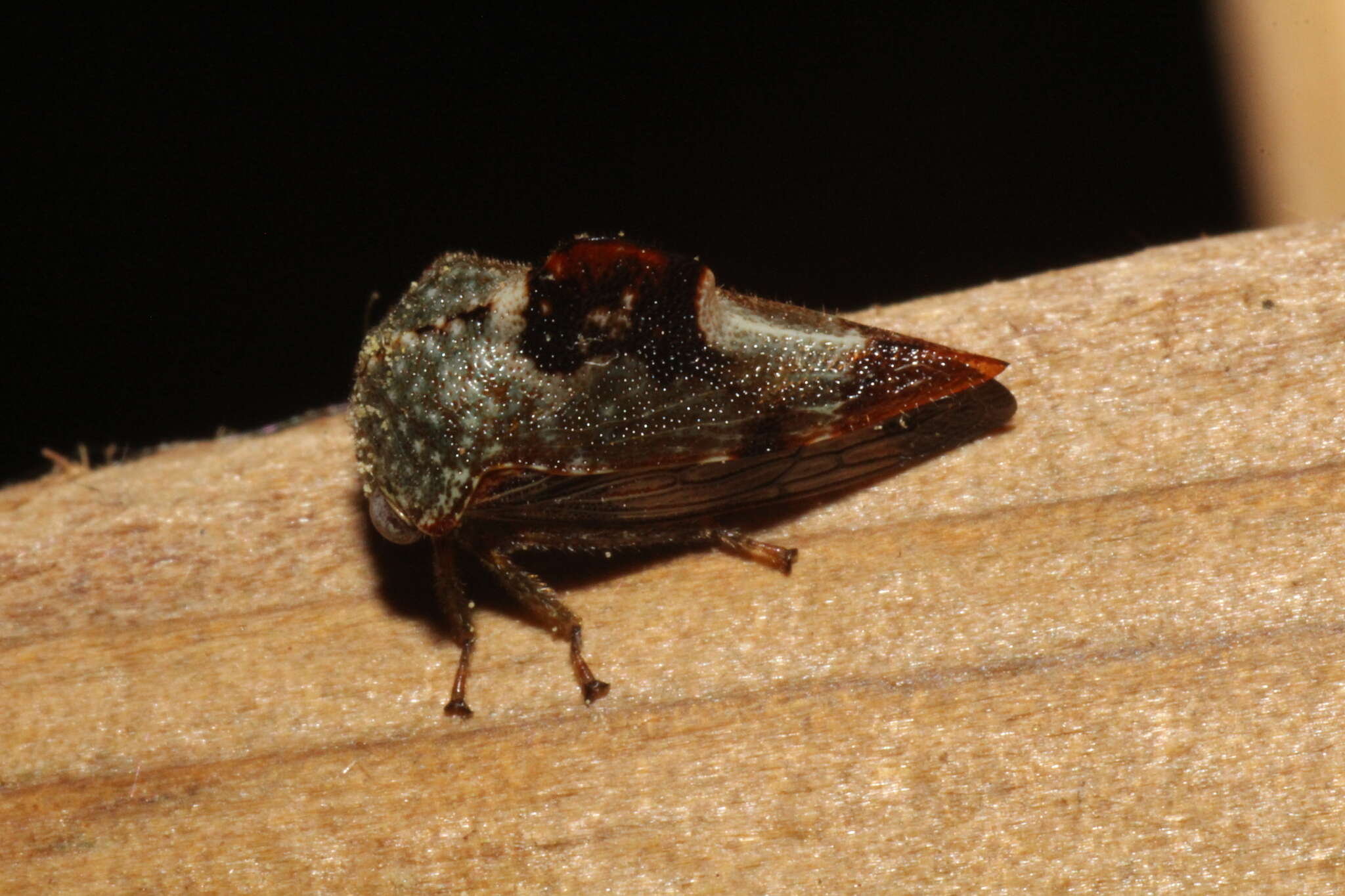 Image of Telamona decorata Ball