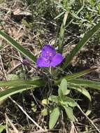 Image of Tharp's spiderwort