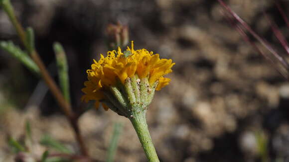 Image of Chaenactis glabriuscula var. glabriuscula