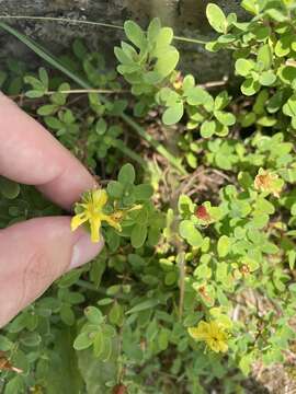 Image de Hypericum buckleyi M. A. Curt.