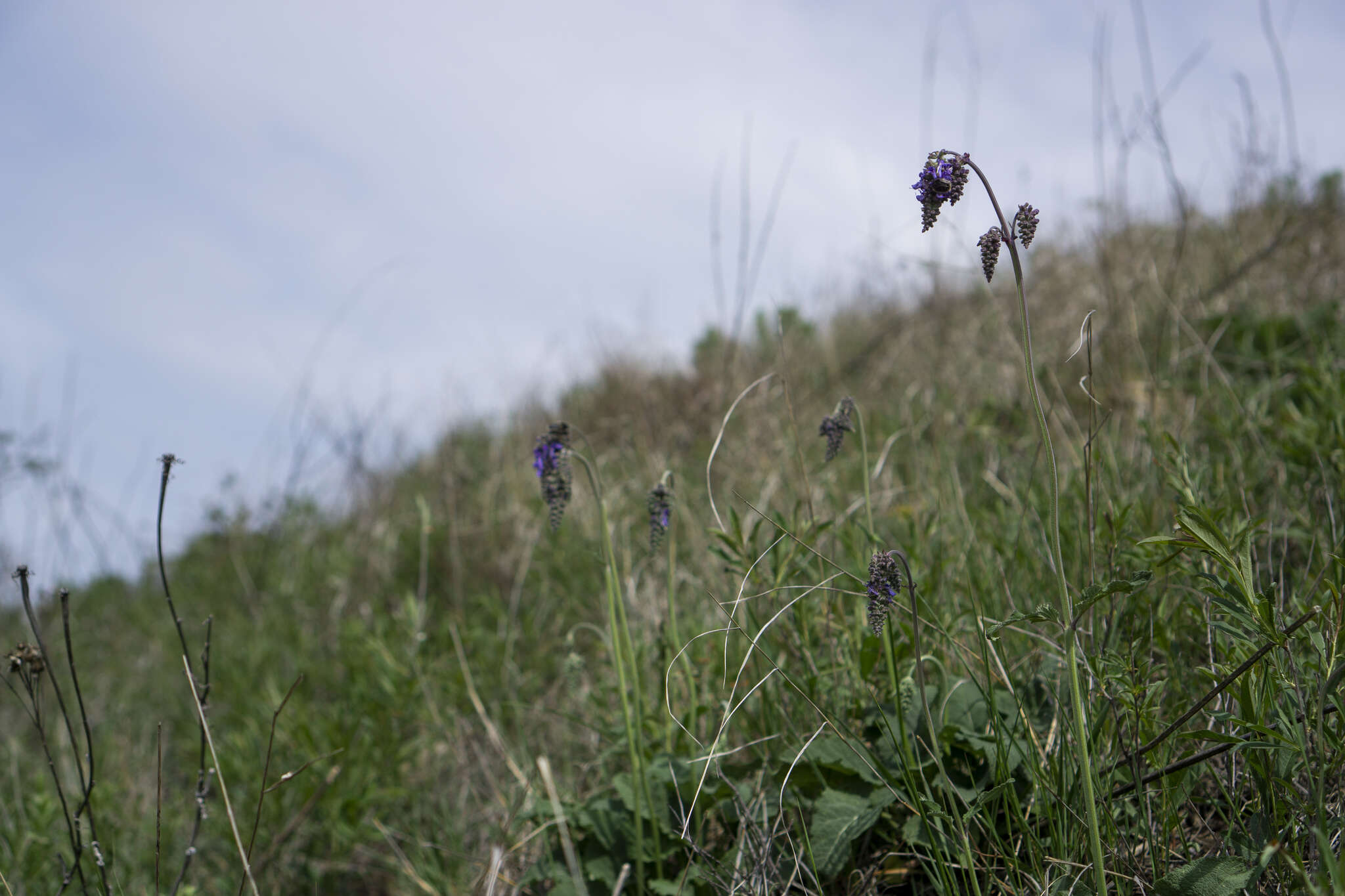 Sivun Salvia nutans L. kuva