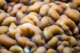 Image of porcelain coral