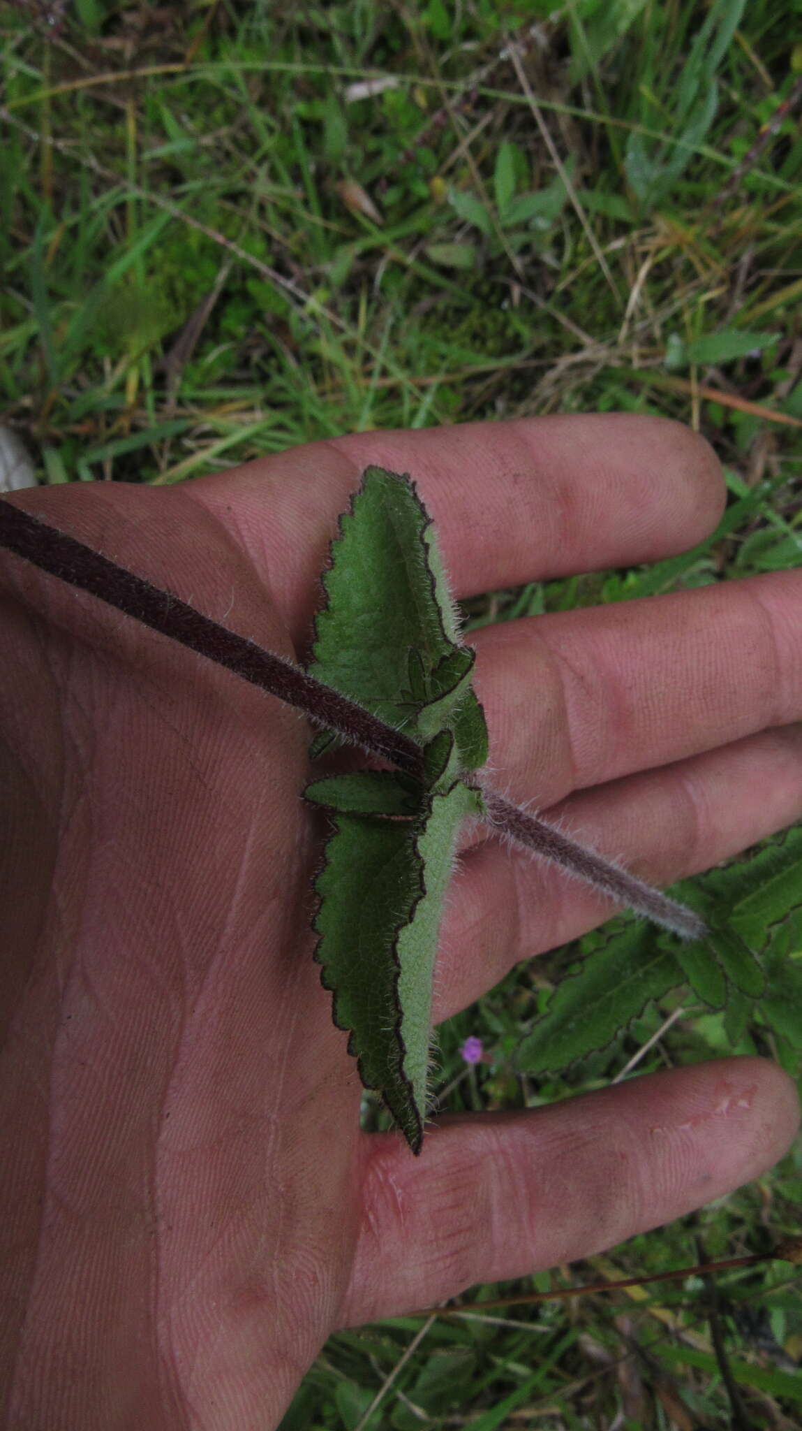 Image de Stevia elatior Kunth