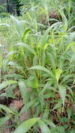 Image of East Indian bristlegrass