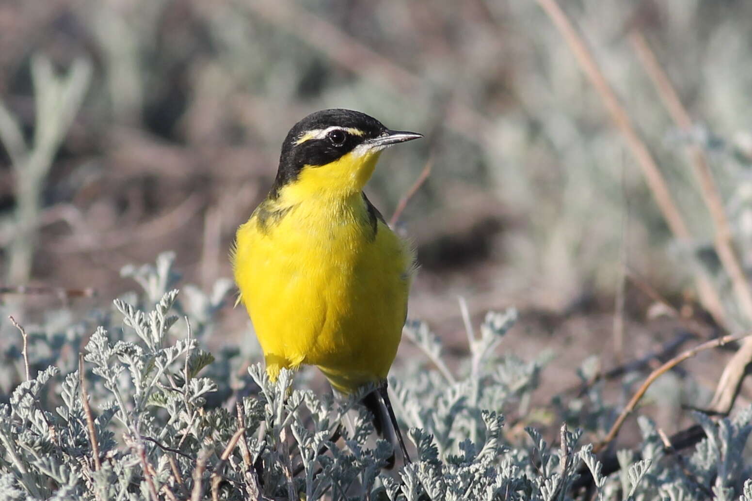 Image of Motacilla flava feldegg Michahelles 1830