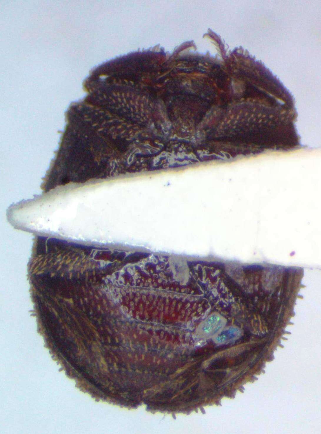 Image of Lucanobium guianense Paulsen 2011