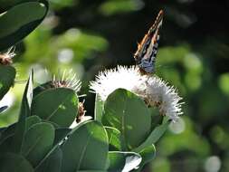 Image of <i>Charaxes <i>druceanus</i></i> druceanus