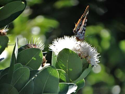 Imagem de <i>Charaxes <i>druceanus</i></i> druceanus