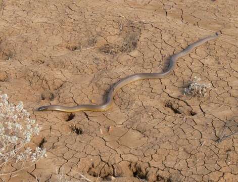 Image of inland taipan