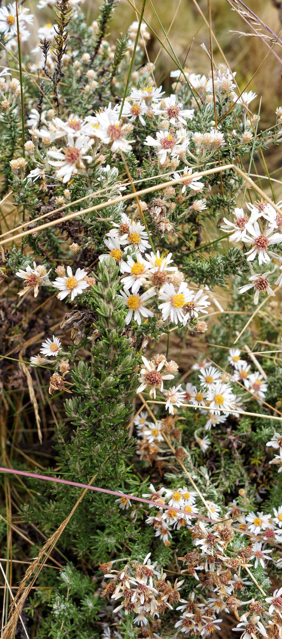 Image of Diplostephium barclayanum Cuatrec.