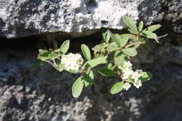 Слика од Spiraea decumbens Koch