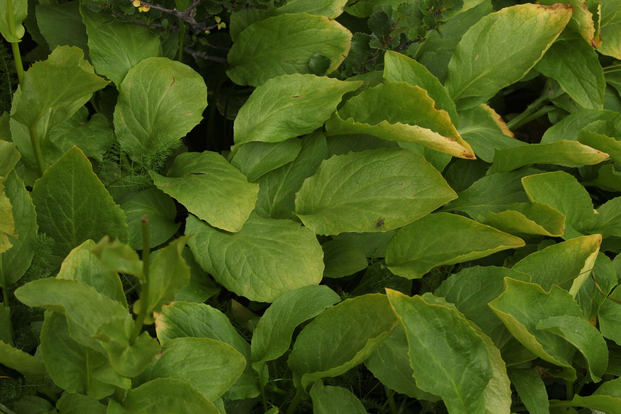 Слика од Doronicum altaicum Pall.