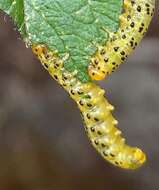 Image of Mountain-ash sawfly