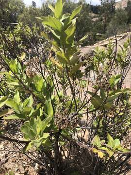 Image of Tessaria fastigiata (Griseb.) A. L. Cabrera