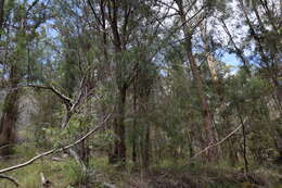 Image of Acacia courtii Tindale & Hersc.