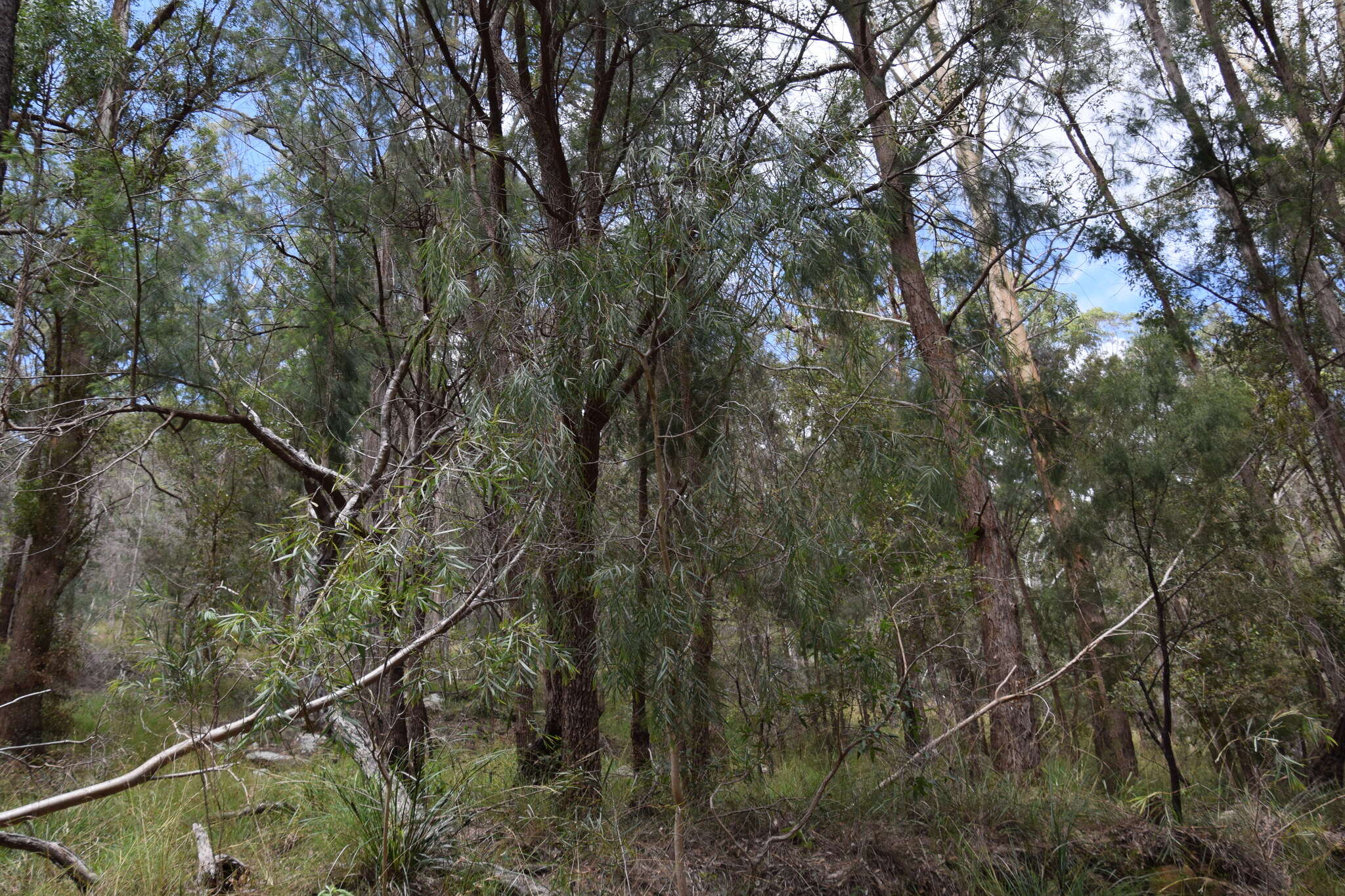 Image of Acacia courtii Tindale & Hersc.