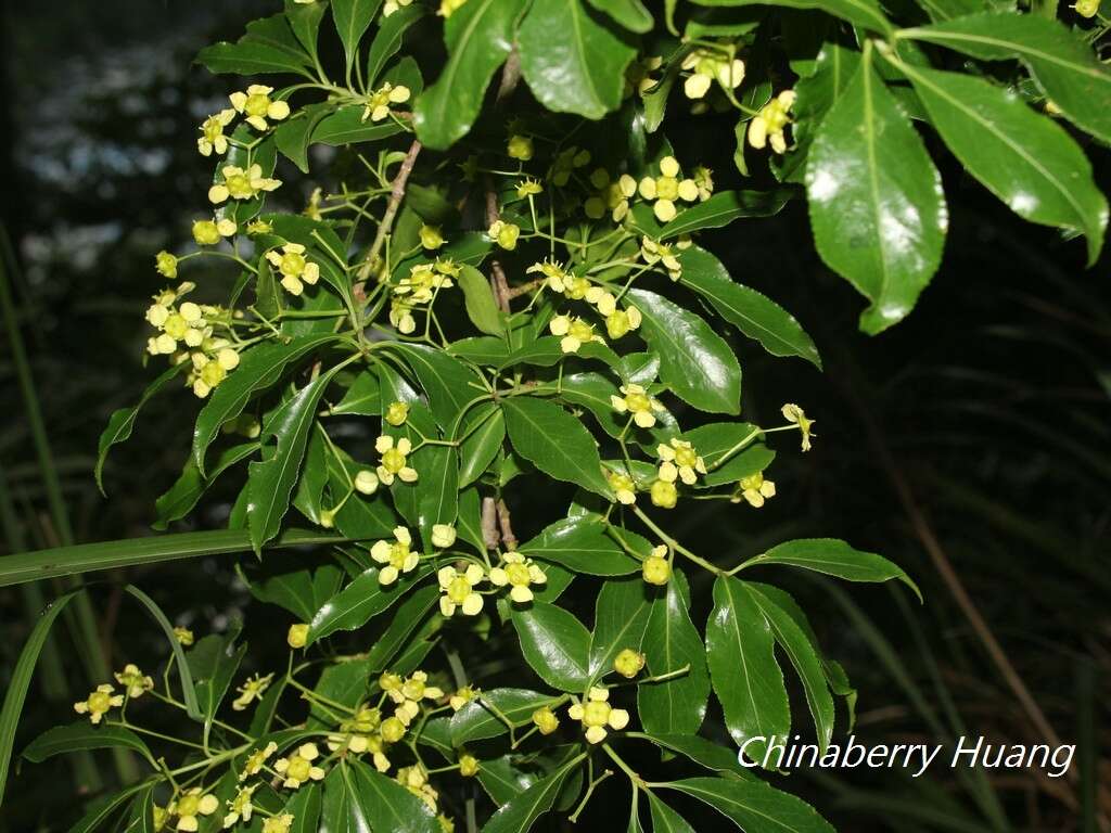 Image of Euonymus carnosus Hemsl.