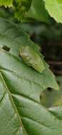 Image of Jayaram's bush frog