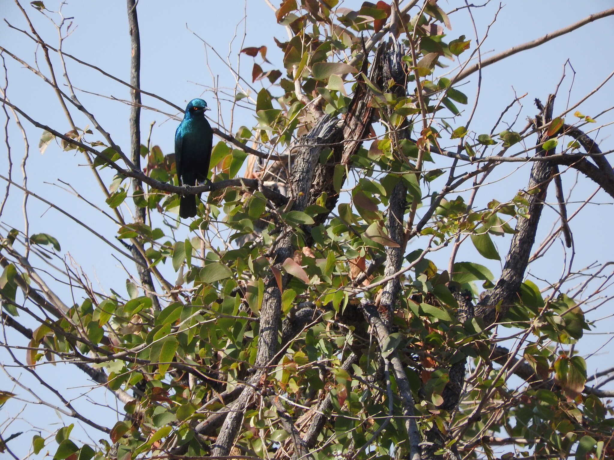 Imagem de Lamprotornis chalybaeus Hemprich & Ehrenberg 1828