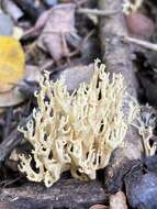 Image of Ramaria decurrens (Pers.) R. H. Petersen 1981