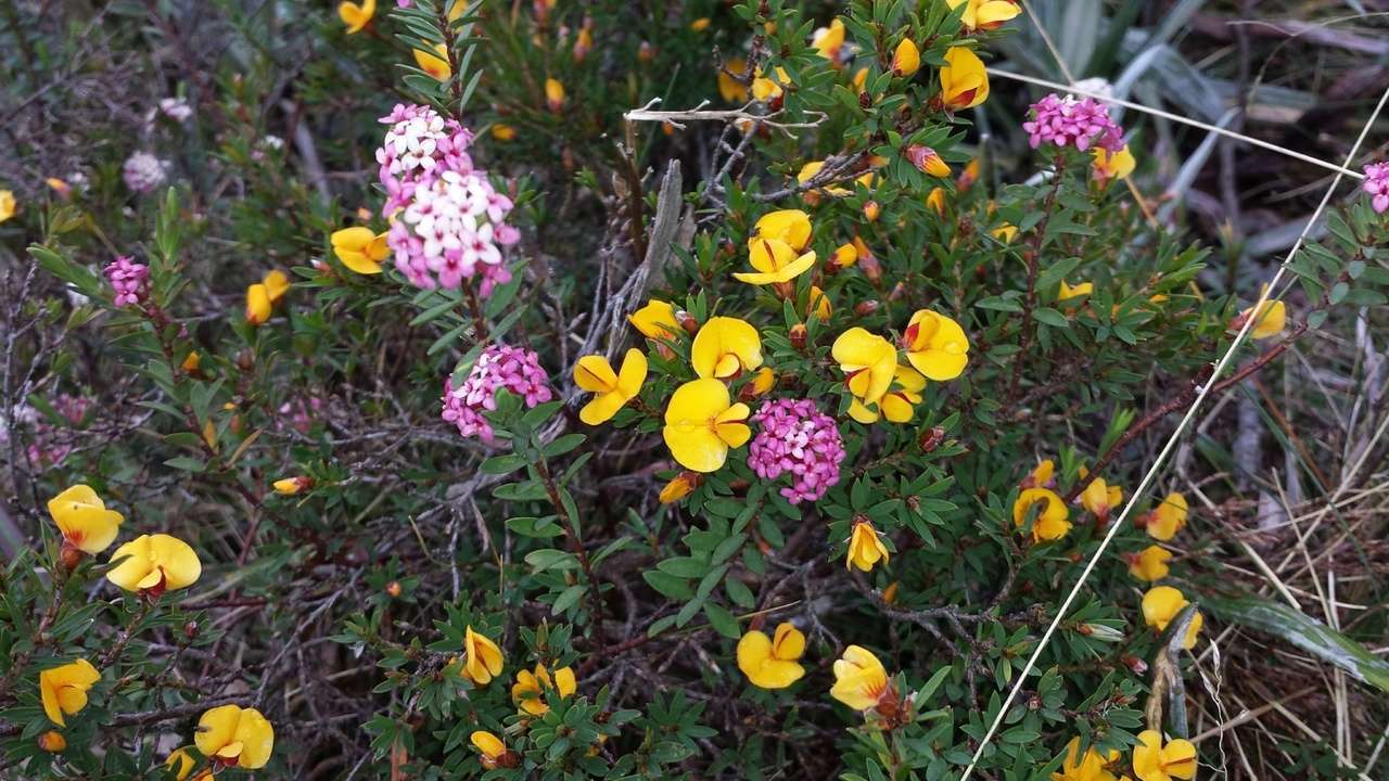 صورة Pultenaea muelleri Benth.