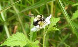 Слика од Bombus wilmattae Cockerell 1912