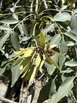 Image of Fraxinus sogdiana Bunge