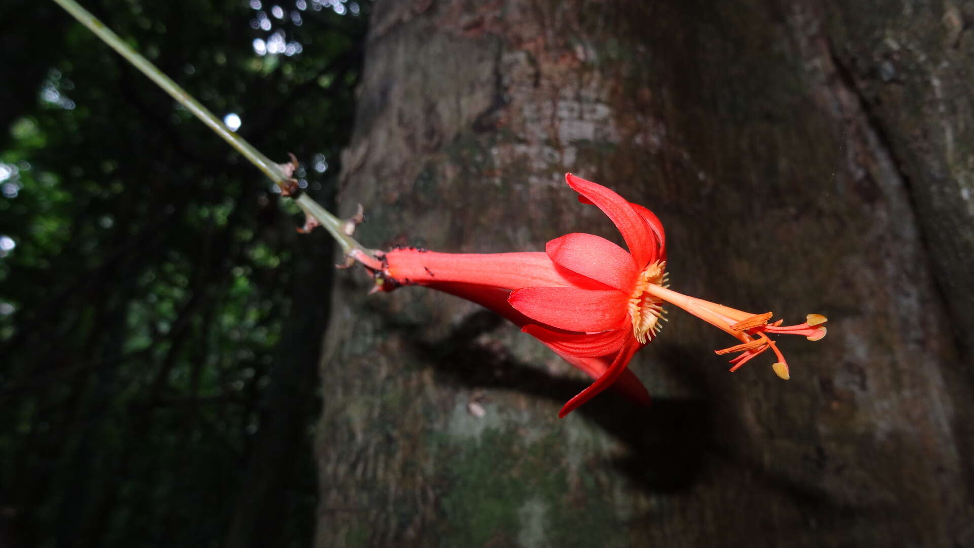 Image de Passiflora spinosa (Poeppig & Endlicher) Masters