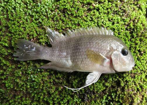 Image of poor man's tropheus