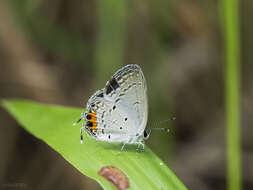 Image of Everes lacturnus rileyi