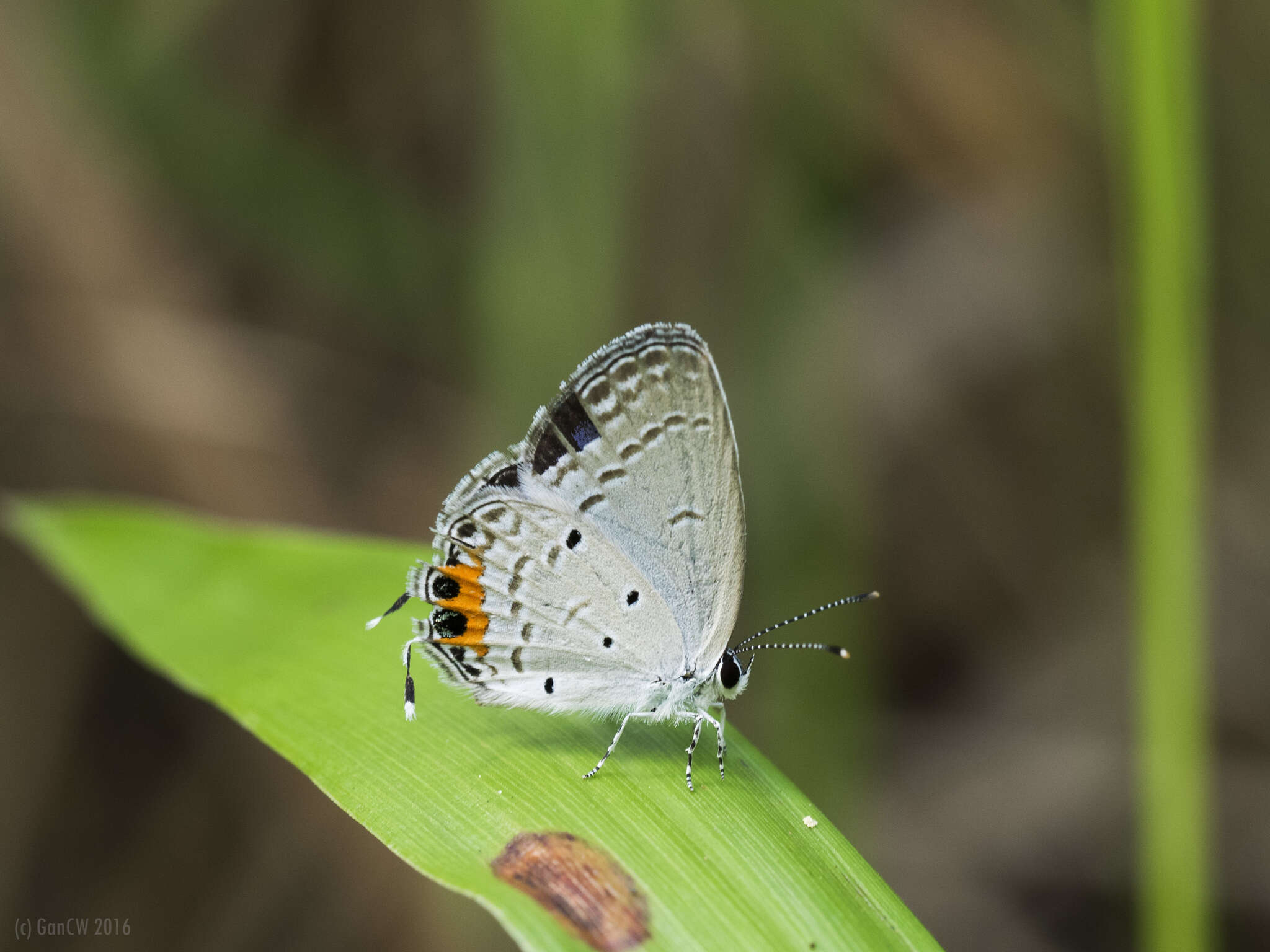 Image of Everes lacturnus rileyi