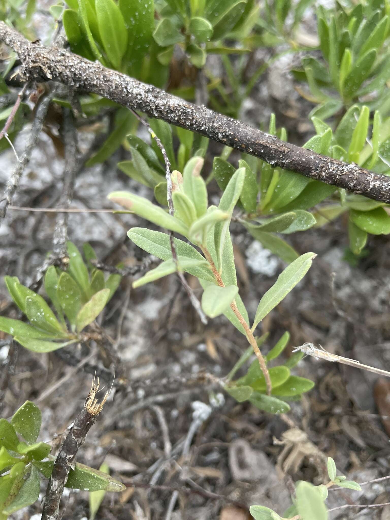 Image of coastal sand frostweed