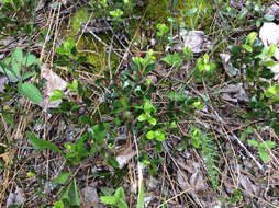 Image of bearberry